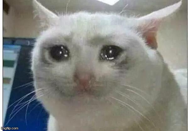 Ağlayan kedi meme'i